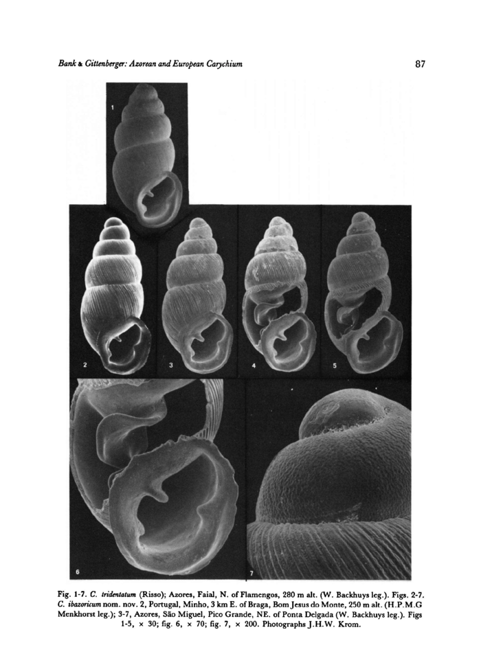 Notes On Azorean And European Carychium Species Gastropoda Basommatophora Ellobiidae